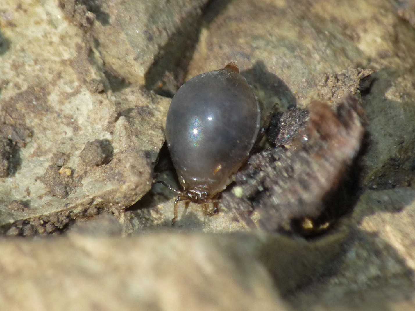 Afidi (Tetraneura sp.?) e coccidi ospiti di Tapinoma